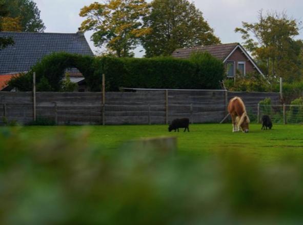 Vakantiewoning De Schelp Ellemeet Kültér fotó
